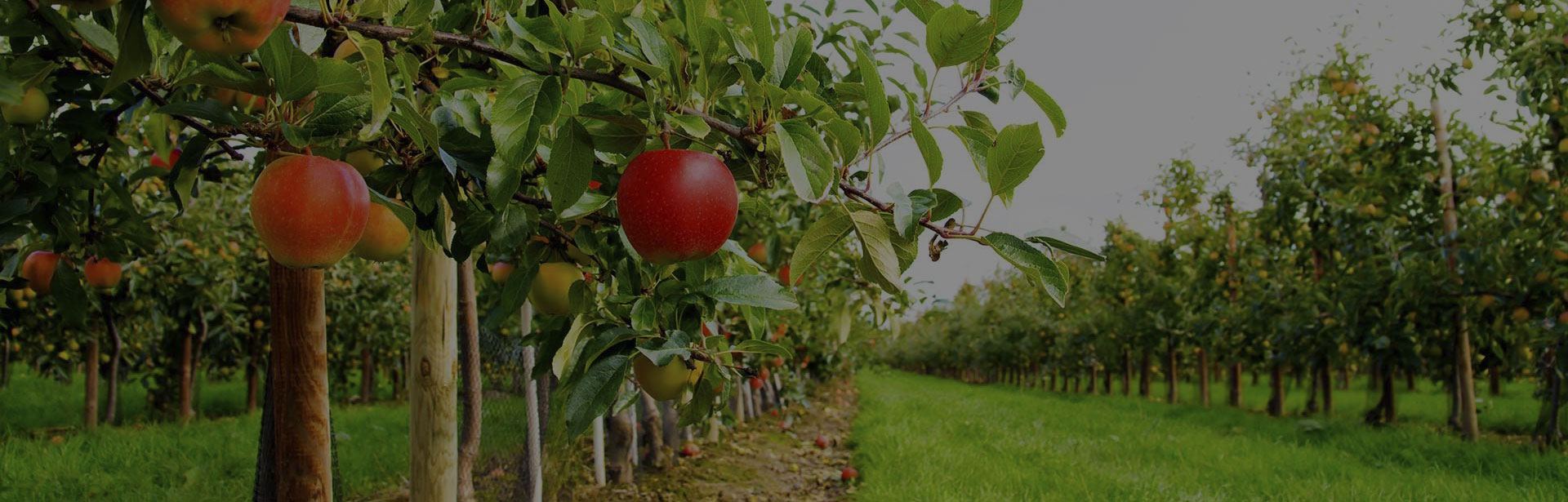 Знак фруктовые сады. Фруктовые деревья для сада. Яблочный сад. Плодовый сад. Панорама яблочный сад.