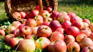 ООО Зоринский сад приглашает местных жителей для самостоятельного сбора яблок